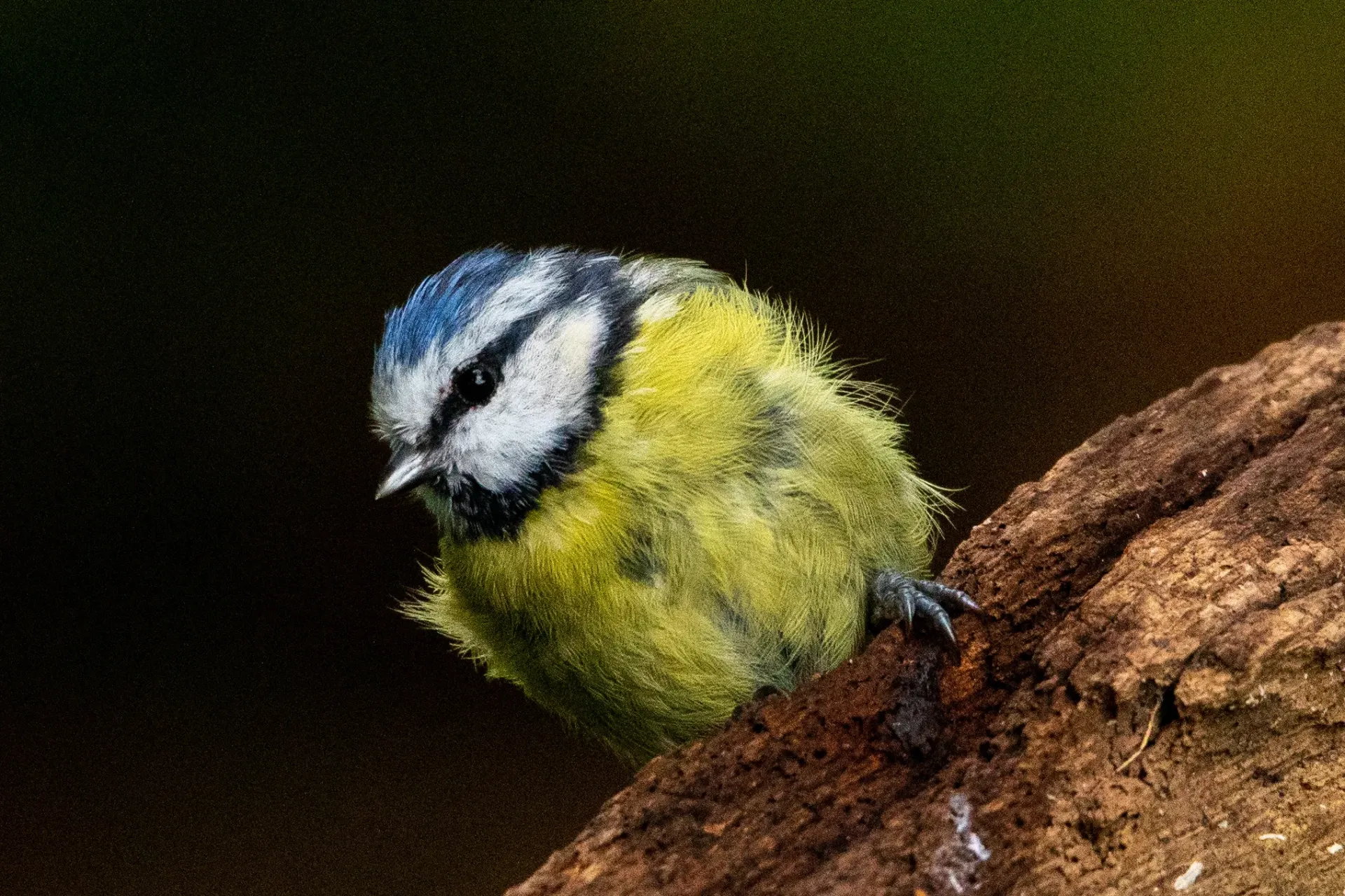 Home Page Background